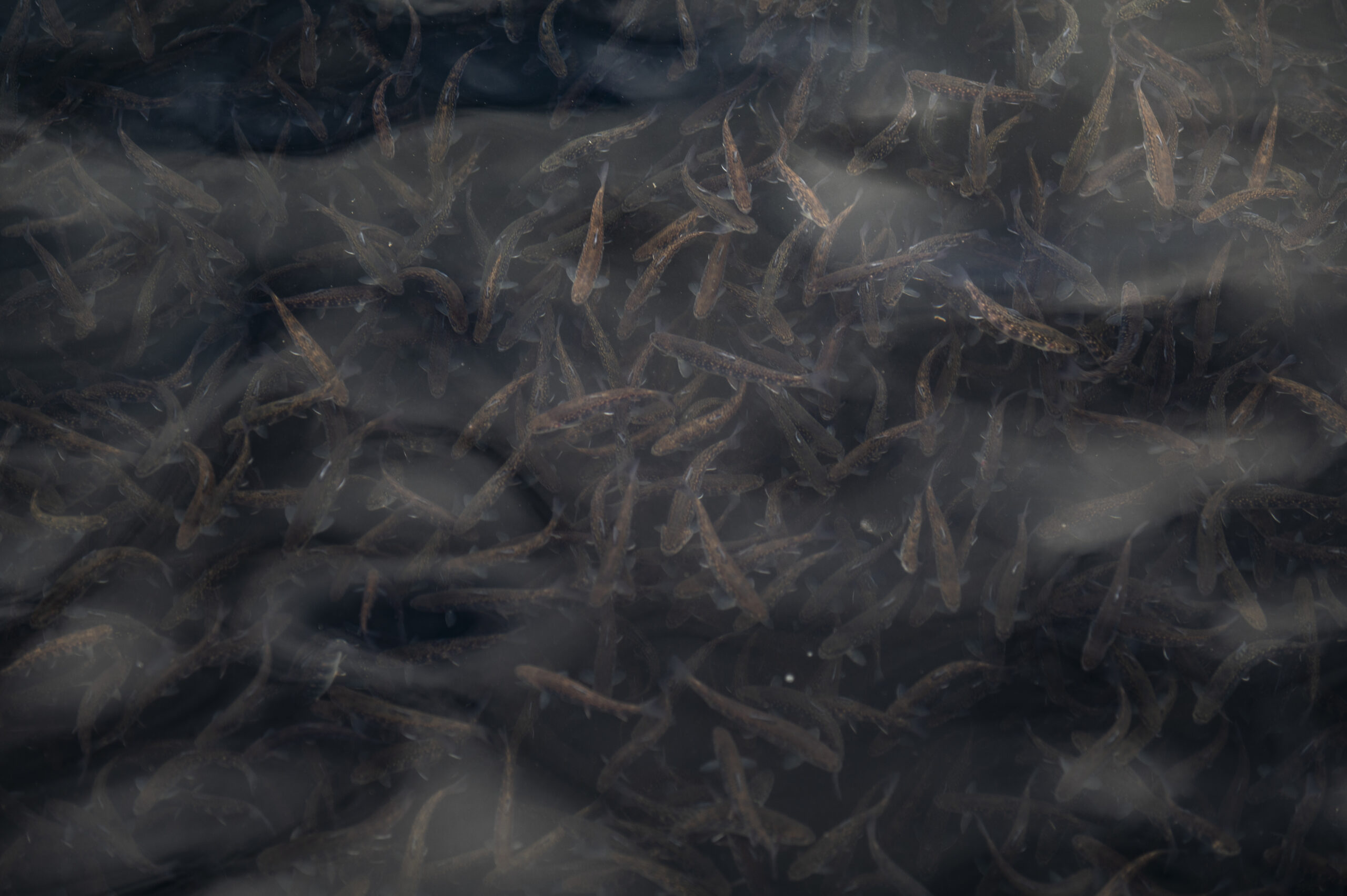 Păstrăvăria lui Andrei